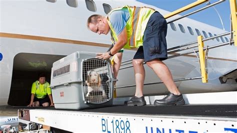 air france cargo pet transport.